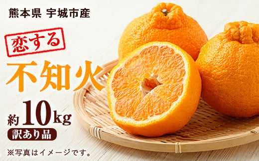 訳あり品 恋する 不知火 約10kg（40玉前後）御舩果樹園 果物 柑橘