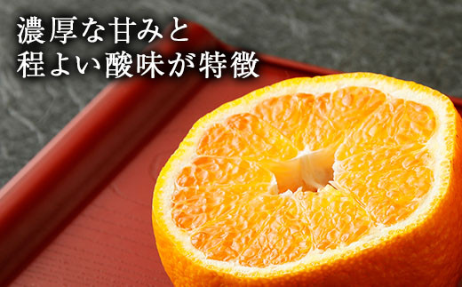 恋する 不知火 約5kg（15～22玉）御舩果樹園 果物 柑橘