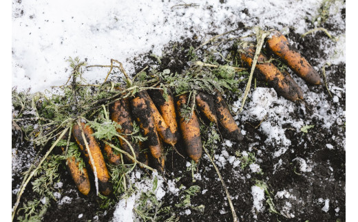 雪中にんじんは、秋に収穫せず、雪の中でじっくり寝かせたニンジン。甘みが増し、ニンジン特有のクセや匂いがヘリ、食べやすくなります。