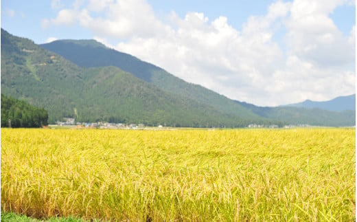 福井県勝山市のふるさと納税 一本義辛爽系純米吟醸 720ml×1本 [A-008027]