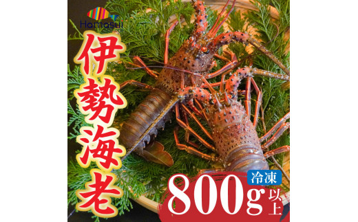 伊勢海老 800g以上 2尾 4尾 ハマスイ 冷凍 鍋 刺身 高級 伊勢エビ イセエビ 愛南町 愛媛県 愛媛県愛南町 ふるさとチョイス ふるさと納税サイト
