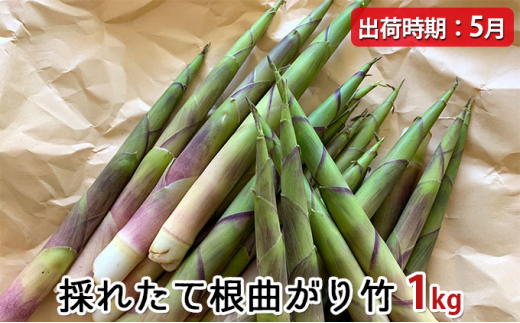 令和4年、北海道産根曲り竹 - 野菜