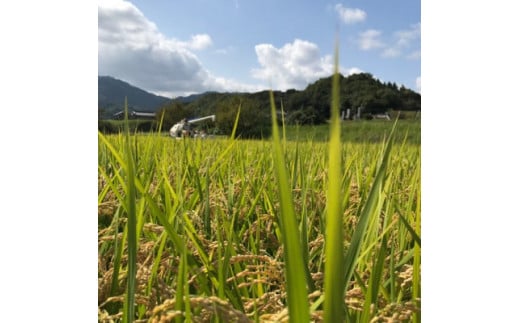 香川県三木町のふるさと納税 1141　【令和6年産】香川県三木町産ひのひかり20kg　≪IDOMALLセレクト≫