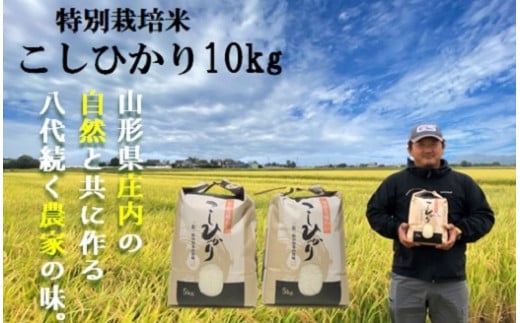 [精米]大沼ファームの特別栽培米コシヒカリ10kg