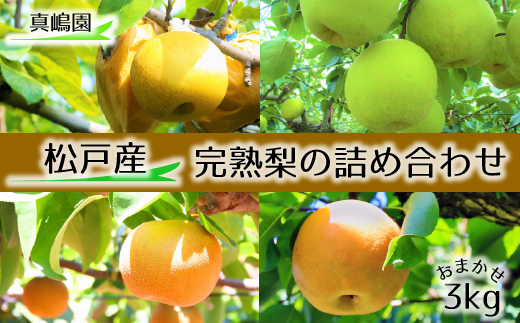 CC012【真嶋園】松戸の完熟梨 品種おまかせ 3kg 323440 - 千葉県松戸市