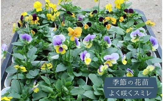 J 49 季節の花苗 パンジー よく咲くスミレ 埼玉県鴻巣市 ふるさとチョイス ふるさと納税サイト