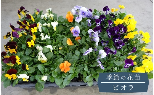 季節の花苗 ビオラ 24個セット - 埼玉県鴻巣市｜ふるさとチョイス