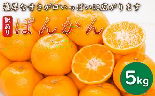 先行予約 訳あり 減農薬 ポンカン 5kg 愛南フルーツ サイズミックス サイズ混合 不揃い 柑橘 蜜柑 愛媛 みかん 果物 フルーツ 産地 産直 文旦 河内晩柑 温州みかん ブラッド オレンジ ネーブル せとか なつみ 蜜柑 みかん 檸檬 果物 果実 ジューシー 甘い 愛媛県 愛南町  愛南フルーツ