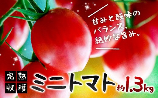 【甘みと酸味のバランス、旨みが絶妙な代表作】 完熟収穫 ミニトマト 約1.3kg