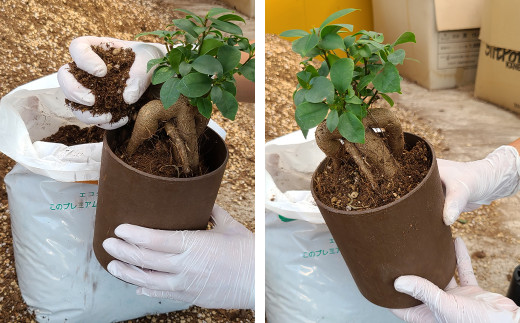 ミニ 観葉植物 4種類 生産者が使う プレミアム な 土 セット ガジュマル ゴムの木 40pt 長崎県大村市 ふるさとチョイス ふるさと納税サイト