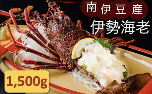 伊勢海老セット[C] 【いせえび 伊勢海老 伊勢海老 鮮魚 海老 えび 人気 名産 高級 おすすめ 数量限定 贈答 静岡県 南伊豆 伊豆 】<AG-19> 343608 - 静岡県南伊豆町