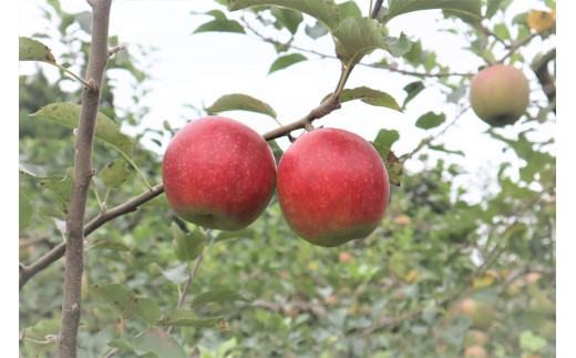 りんごは品種により収穫時期が異なるためその時期の旬のものをお届けします。