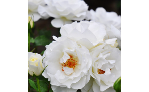 育てやすい次世代のバラ [グラシアール] 6号鉢植え品 [0184] 490231 - 埼玉県杉戸町