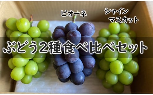 KG10-25A ぶどう 2種 詰め合わせセット（シャインマスカット／ピオーネ）約1.8kg／9月下旬頃～発送予定 ｜ 長野県 信州 高級ぶどう 食べ比べ 詰め合わせ 贈答   489933 - 長野県松川町