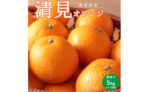 AN6107n_清見オレンジ訳あり5㎏サイズ混合（2025年2月下旬より順次発送）