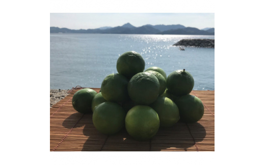 青いレモンの島　ライム約2kg【1343137】 489592 - 愛媛県上島町