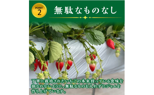 いちご果肉がたっぷりの苺ジャム3本セット《 いちご ジャム 果肉 新鮮 いちごジャム 保存料不使用 》