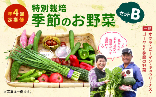 【定期便年4回】 特別栽培 季節の お野菜 セット B （3・6・9・12月発送） 