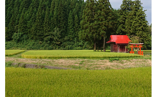 米 5kg 【玄米】 ひとめぼれ 令和3年産 秋田県産 五平農園のひとめぼれ