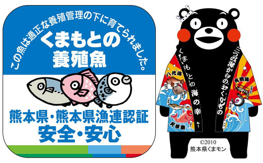 【活きたままお届け！】熊本天草の車海老 500g （14～18尾）