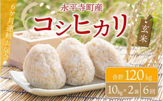 令和5年 新米 コシヒカリ 20kg 玄米 www.krzysztofbialy.com