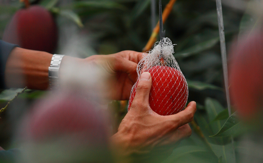 【2023年7月発送開始】熊本県産 完熟マンゴー (家庭用) 約1kg前後 マンゴー 果物