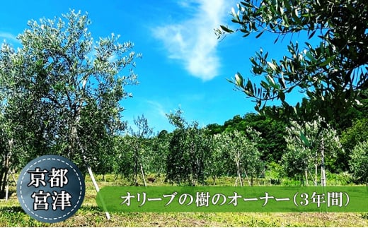京都宮津 オリーブの樹のオーナー（3年間）