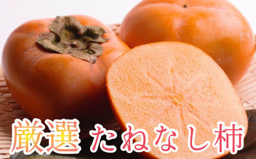 ＜10月より発送＞厳選たねなし柿2.5kg（傷み補償分）【刀根早生・平核無柿（ひらたねなしかき）】【カキ・種無柿・種無し柿・種なし柿・無核柿】【ikd057B】 765695 - 和歌山県串本町