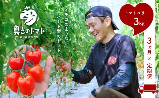 【定期便】坂本農園のミニトマト・トマトベリー(3kg×3ヶ月) 315490 - 熊本県玉名市