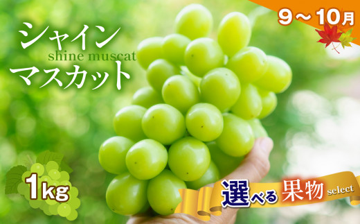 シャインマスカット 1kg | 旬のフルーツ 9月〜10月 | 熊本県 熊本 くまもと 和水町 なごみ マスカット ぶどう ブドウ 白ブドウ 1000g 果物 フルーツ 季節の果物