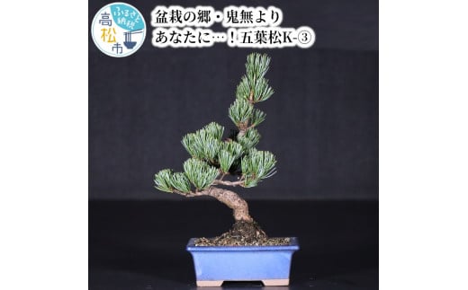 鬼無植木盆栽センター】盆栽の郷・鬼無より あなたに…！＿五葉松K-3 498902 - 香川県高松市 | au PAY ふるさと納税