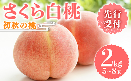福島の桃 初秋の桃 さくら白桃 ２kg（5～8玉） 先行予約 フルーツ 果物 もも モモ momo F20C-636 519387 - 福島県伊達市