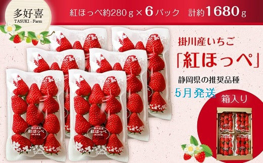 ６３８８　掛川産苺 紅ほっぺ 280ｇ×６Ｐ 計1,680ｇ 5月からの発送 受付順に順次発送 多好喜(たすき) 1857653 - 静岡県掛川市