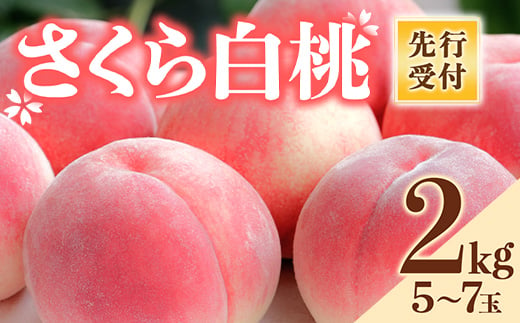 福島の桃 さくら白桃 2kg（5～7玉） 先行予約 フルーツ 果物 【菅野農園FruitsProvider】 桃 もも モモ momo F20C-639