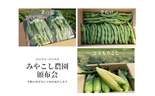 頒布会 みやこし農園のお野菜 菜花 そら豆 とうもろこし を旬の時期にお届け 5651 1309 千葉県南房総市 ふるさとチョイス ふるさと納税サイト