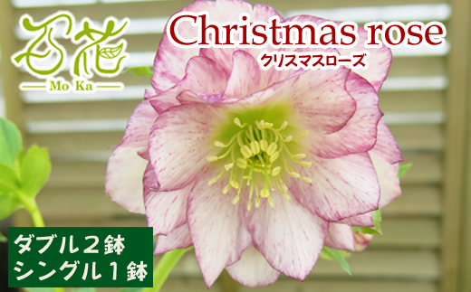 クリスマスローズ 百花オリジナルミックスセット　シングル 1鉢 ダブル 2鉢【百花 -MoKa-】/ 花 苗 ポット クリスマス  688171 - 岩手県滝沢市