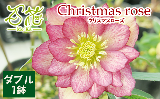 クリスマスローズ ダブル１鉢【百花 -MoKa-】/ 花 苗 ポット クリスマス  688170 - 岩手県滝沢市