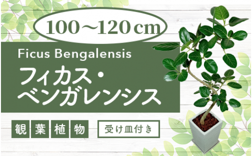 1月中旬～発送【観葉植物】フィカス・ベンガレンシス曲がり100～120cm