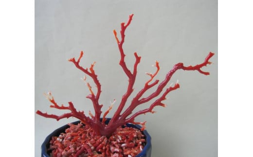 珊瑚職人館の珊瑚の原木・拝見・置物（g6）