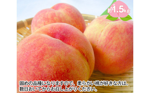 No 138 川中島白桃 特秀1 5kg 桑折町産 Jaふくしま未来 もも モモ 果物 フルーツ 福島県 特産品 福島県桑折町 ふるさとチョイス ふるさと納税サイト