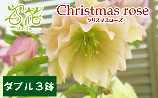 クリスマスローズ 百花オリジナルセット ダブル ３鉢【百花 -MoKa-】/ 花 苗 ポット クリスマス  688172 - 岩手県滝沢市