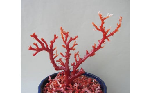 珊瑚職人館の珊瑚の原木・拝見・置物（ｇ19） 783894 - 高知県宿毛市