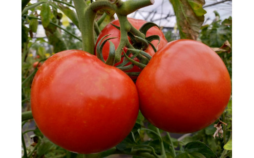 トマトケチャップは完熟トマトにこだわっています！
