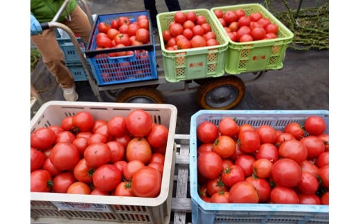 丸々と大きく真っ赤なトマトからできています！