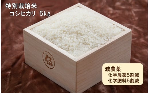 令和５年産　西予市宇和町産　特別栽培米コシヒカリ５kg 222313 - 愛媛県西予市