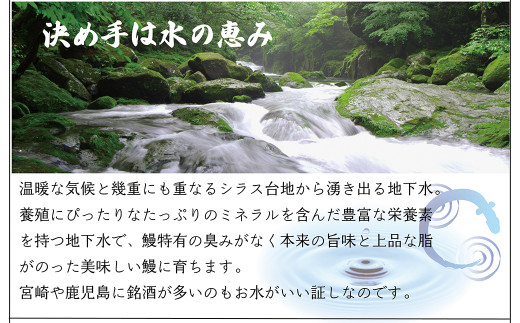 本格 備長炭 中村屋 鹿児島産 鰻 蒲焼 2尾 うなぎ