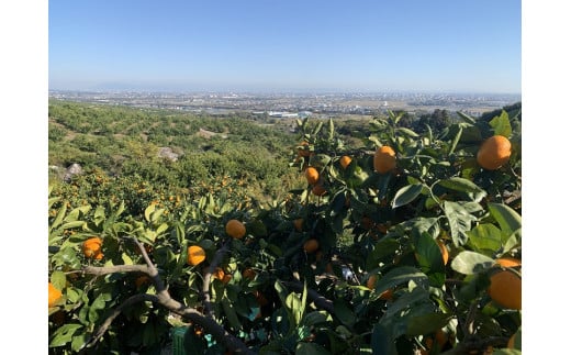 栽培風景