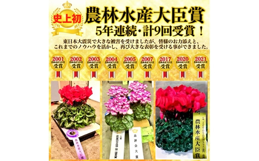 アジサイ  鉢花 鉢植え スプラッシュ（ピンク系） 花 ギフト 農林水産大臣賞受賞 母の日【10037】