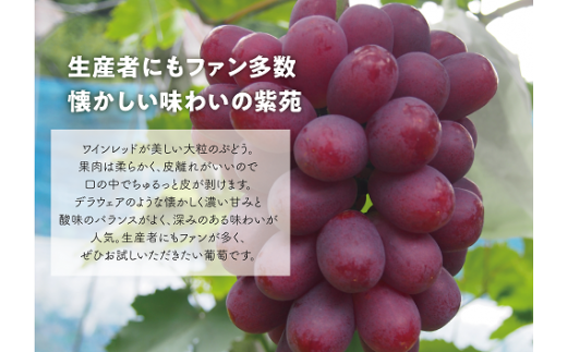 販売最激安レッド2ぶどう2