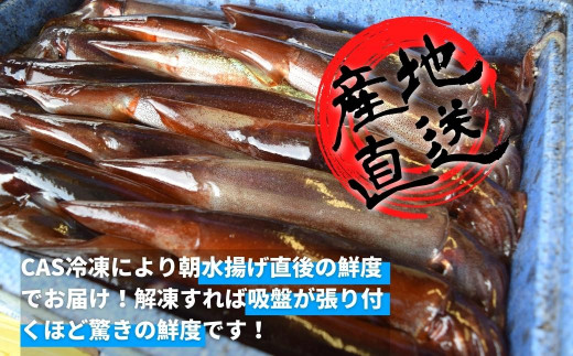 朝どれスルメイカ丸ごと5本 寒シマメ スルメイカ 1kg 冷凍 刺身 個包装 捌き方説明書付き いか 烏賊 イカ スルメ 島根県海士町 ふるさとチョイス ふるさと納税サイト